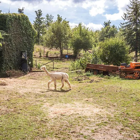 Lavanda *